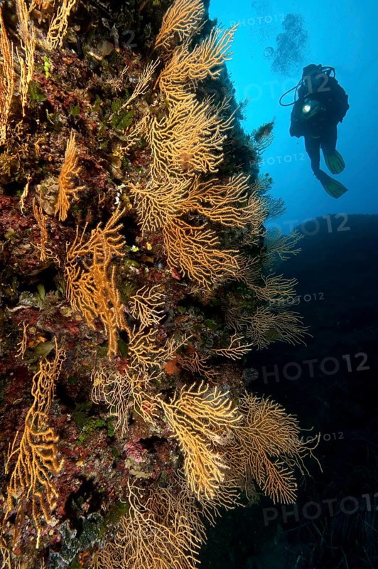 Diver and yellow Mediterranean gorgonian (Eunicella cavolinii)