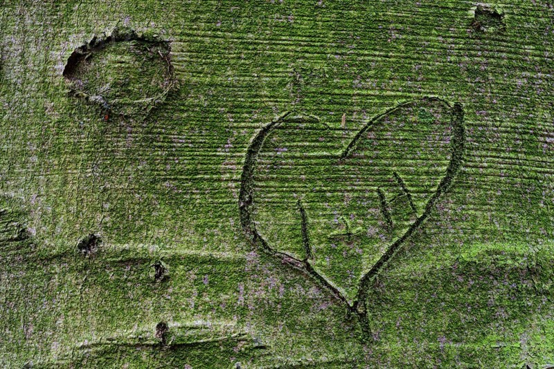 Carved heart on the surface of a beech (Fagus sylvatica)