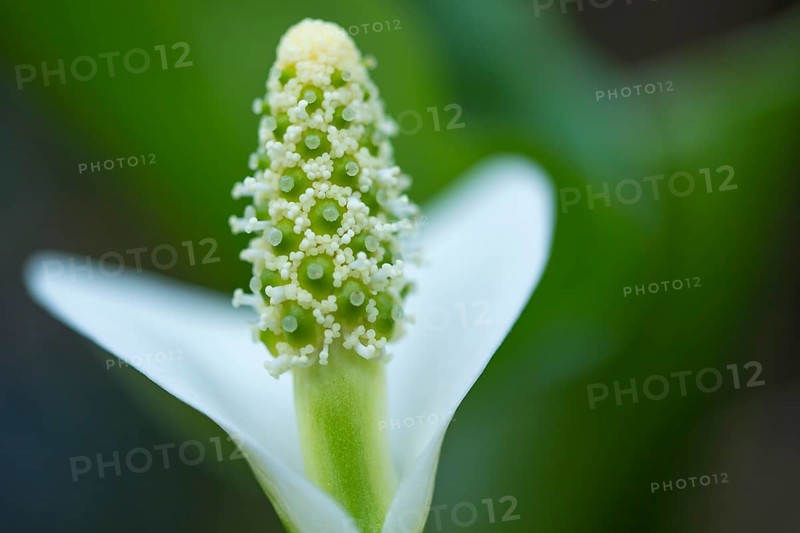 Flower of the (Calla palustris)