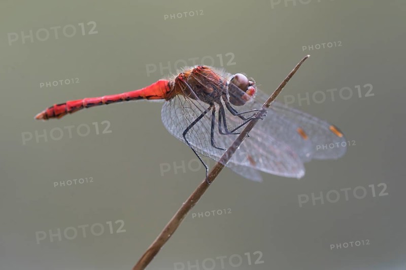 Vagrant darter (Sympetrum vulgatum ) on a culm