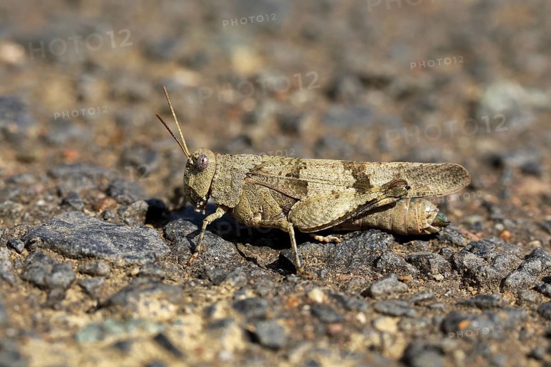 Blue-winged grasshopper (Oedipoda caerulescens) on a dirt road