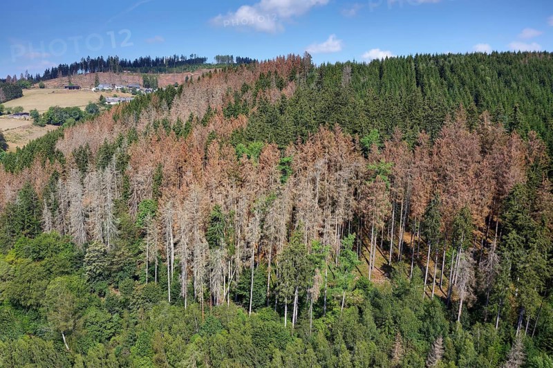 Forest dieback