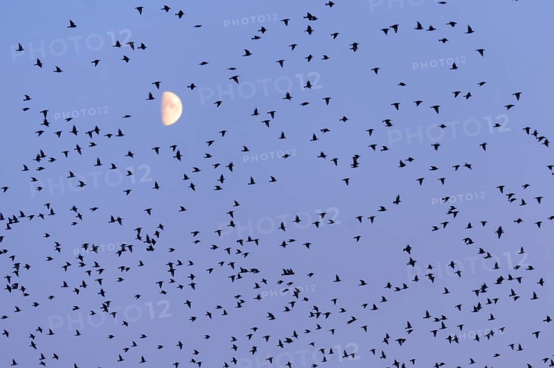 Flock of birds
