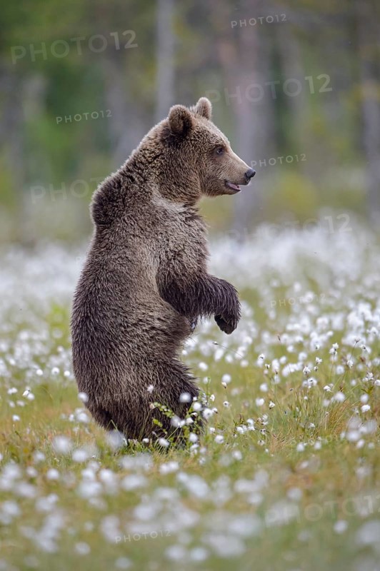 Brown bear (Ursus arctos ) standing upright in a bog