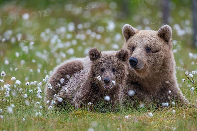 Female (Ursus arctos) with her offspring in a bog