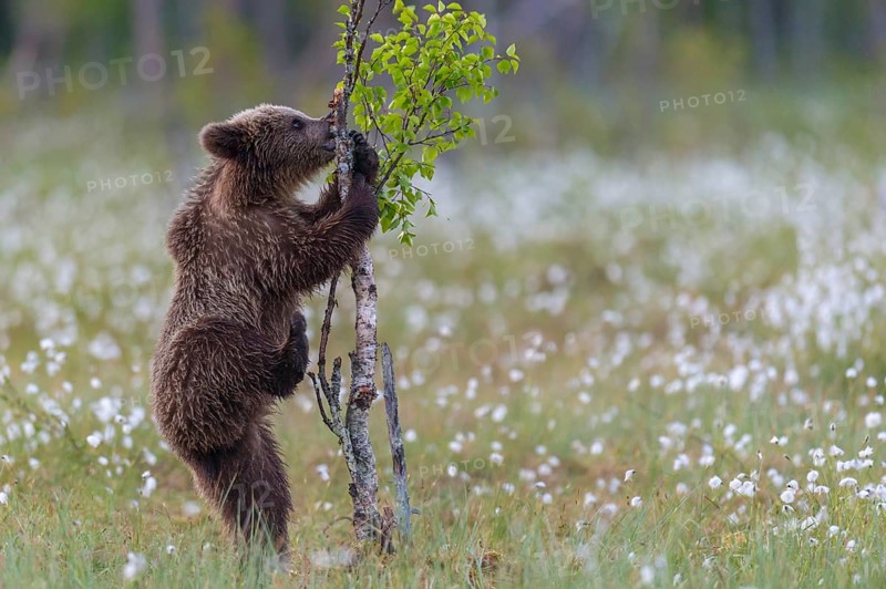 Young (Ursus arctos) playing upright standing in a bog