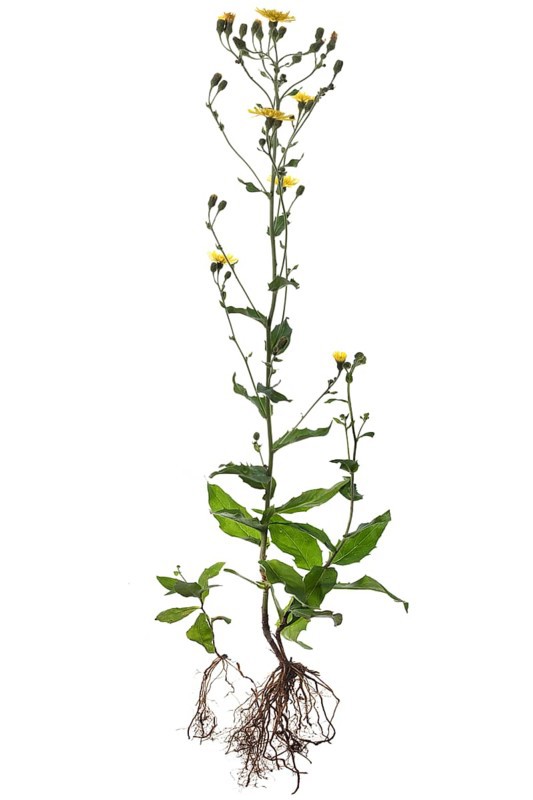 Savoy hawkweed (Hieracium sabaudum) on white ground