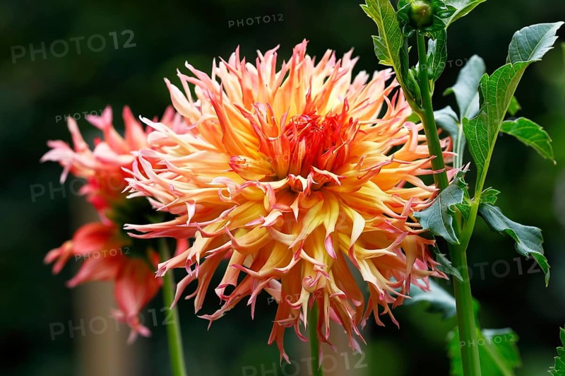 Deer antlers dahlia cultivar Koyo-kujaku (Dahlia cultivar Koyo-kujaku)