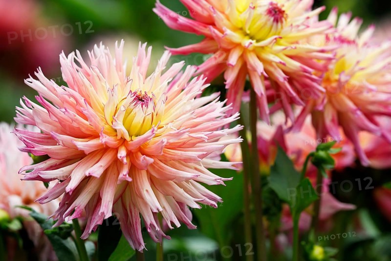Deer antlers Dahlie variety Nenekazi (Dahlia cultivar Nenekazi)