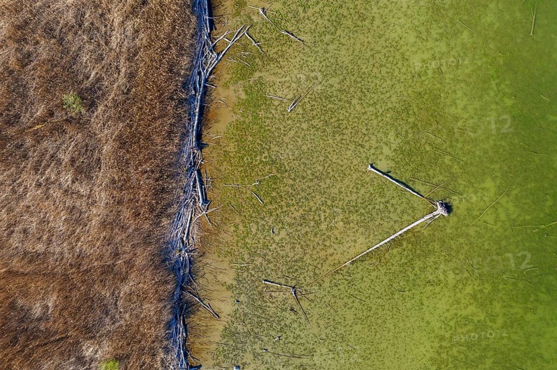 Reed belt and alluvial wood at Lake Ammer near Aidenried