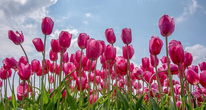 Tulips