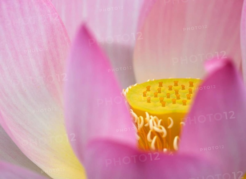 Pink Lotus flower (Nelumbo nucifera)