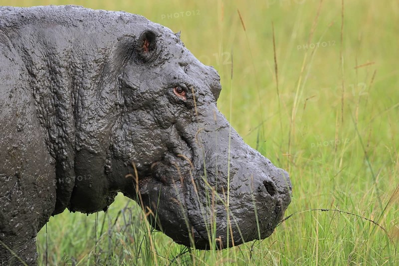 Hippo (Hippopotamus amphibius)