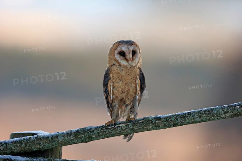 Common barn owl (Tyto alba)