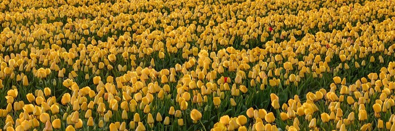 Tulip field at sunset