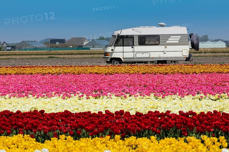 Motorhome in front of a tulip field in spring