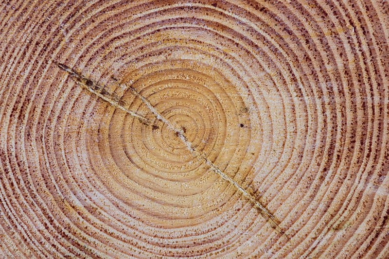 Annual rings of one (Pinus)