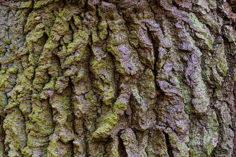 Structure of the bark of an oak (Quercus)