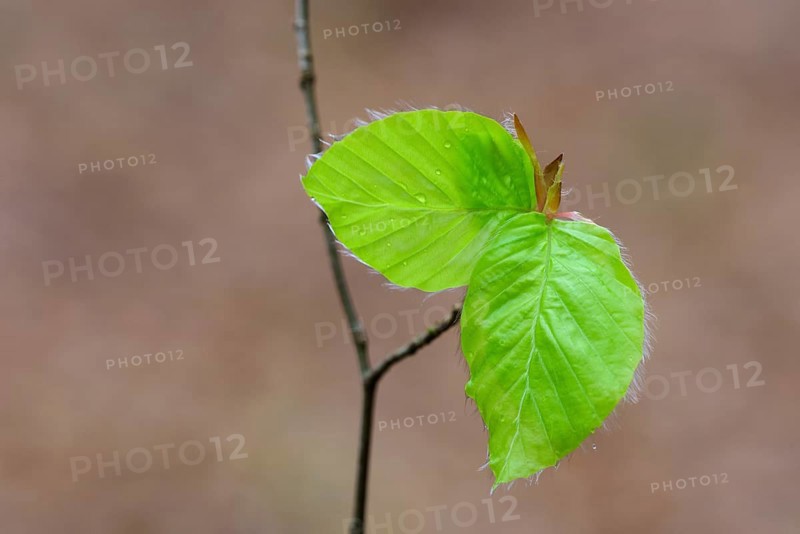 Leaf of a beech (Fagus sylvatica) sprouts from a bud