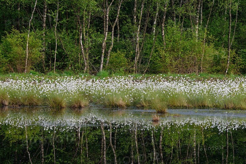 Fruchtendes (Eriophorum vaginatum) im Moor