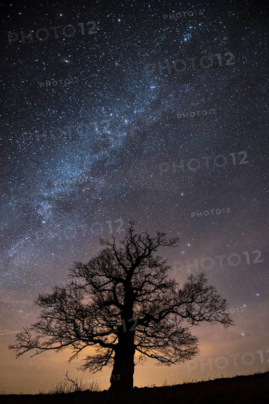Oak (Quercus) on the Roethelberg in front of a starry sky at night