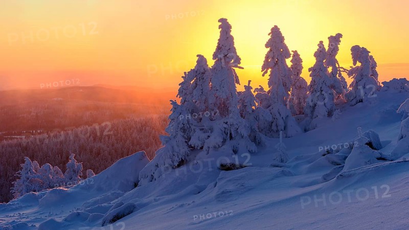 Snowy Spruces (Picea) on the winterly snowy chunk at sunset