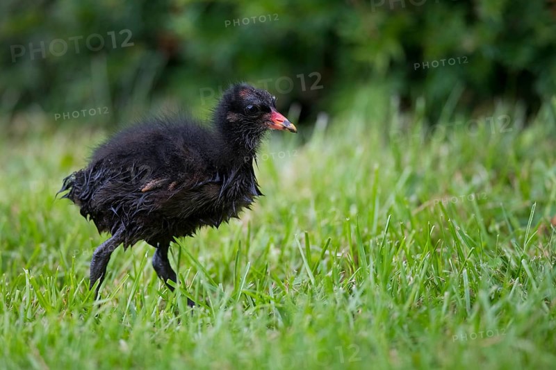 Common moorhen (Gallinula chloropus)