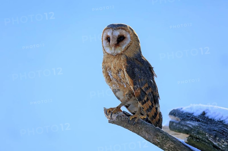 Common barn owl (Tyto alba)