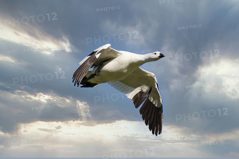 Male Upland Goose (Chloephaga picta) flying against the sky