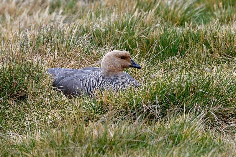 Upland Goose (Chloephaga picta) resting