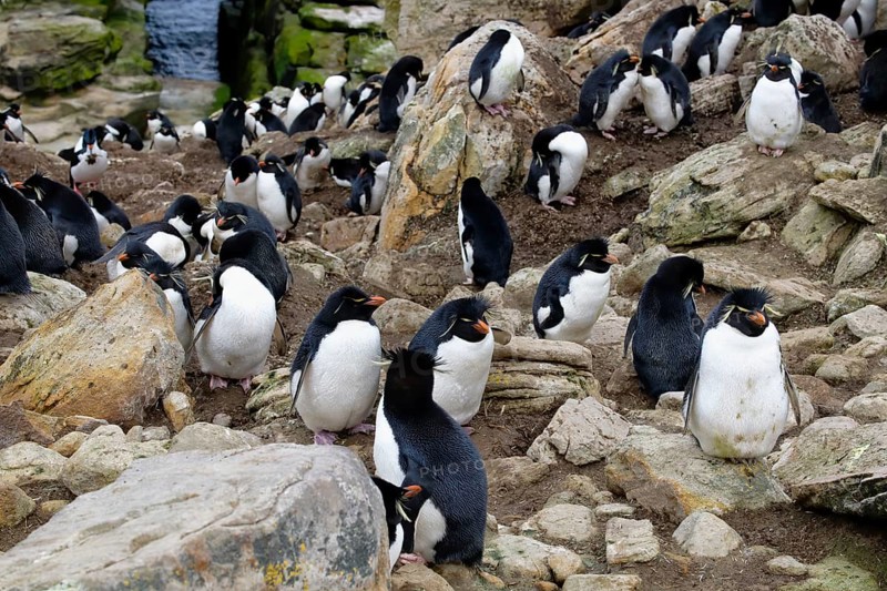 Southern Rockhopper penguins (Eudyptes chrysocome)