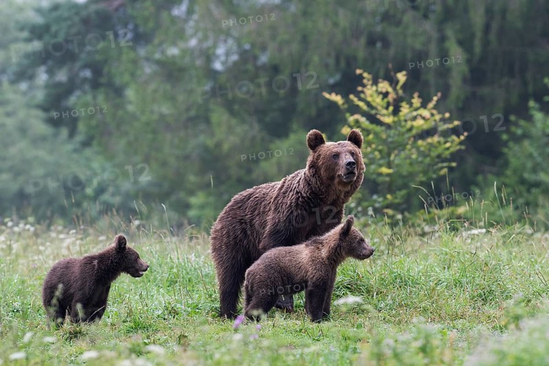 European brown bear or Eurasian brown bear (Ursus arctos arctos)