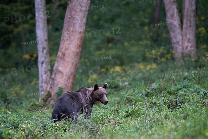 European brown bear or Eurasian brown bear (Ursus arctos arctos)