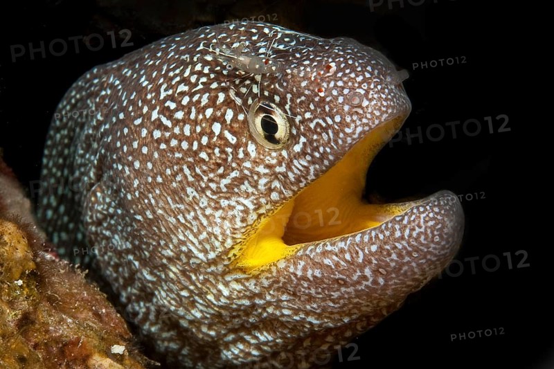 Starry moray (Gymnothorax nudivomer) and Urocaridella antonbruunii (Urocaridella antonbruunii)