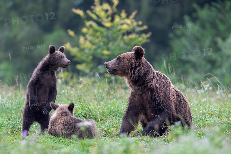 European brown bear or Eurasian brown bear (Ursus arctos arctos)
