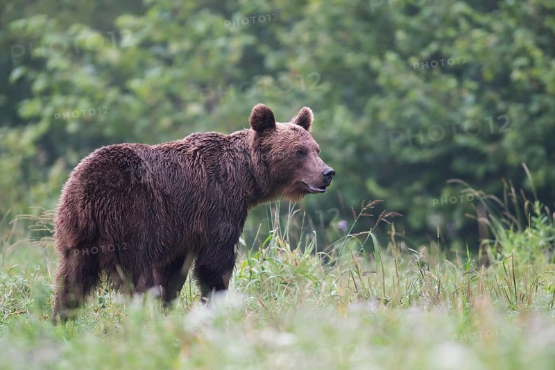 European brown bear or Eurasian brown bear (Ursus arctos arctos)