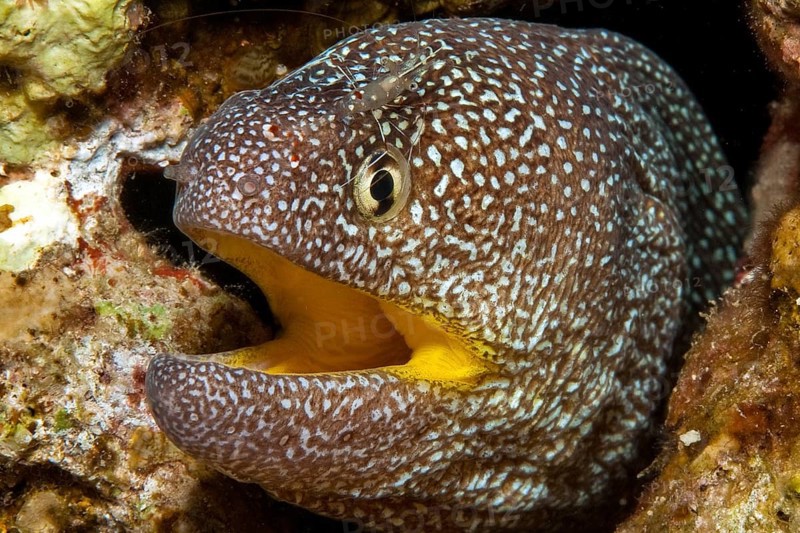 Starry moray (Gymnothorax nudivomer) and Urocaridella antonbruunii (Urocaridella antonbruunii)