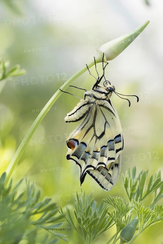 Swallowtail