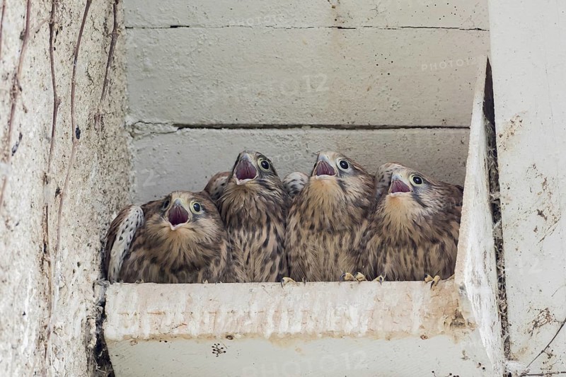Four Common kestrels