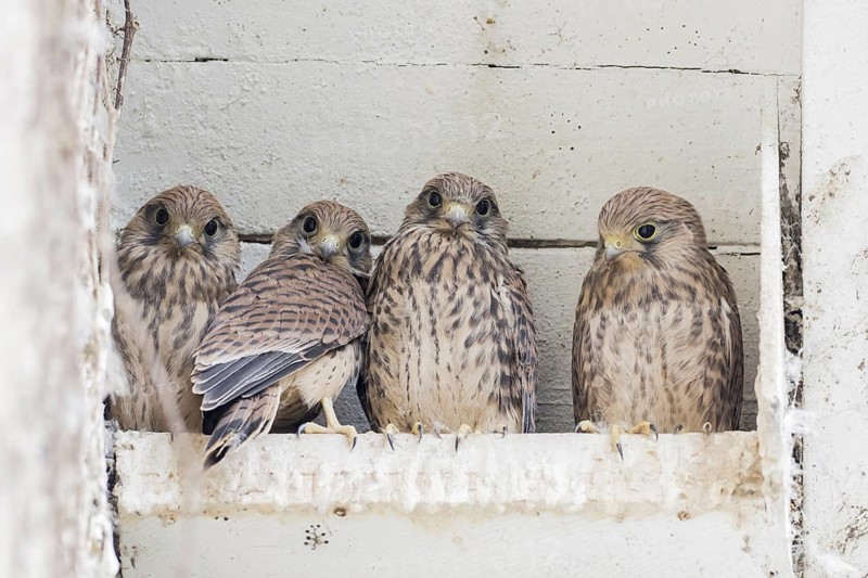 Four Common kestrels