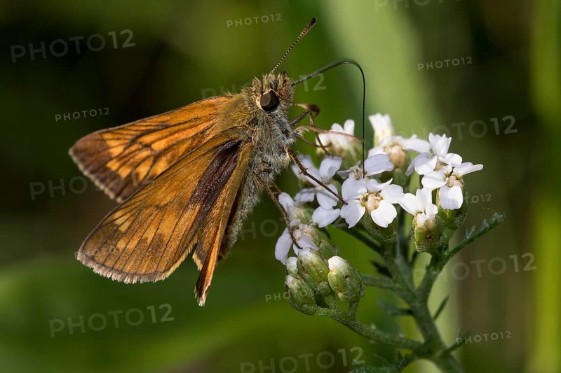 Small Skippers