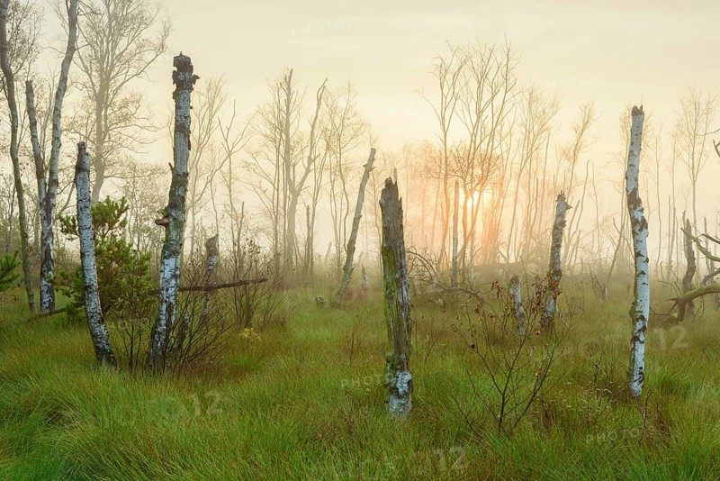 Dead birches in the rewetting area in the Goldenstedter Moor at sunrise