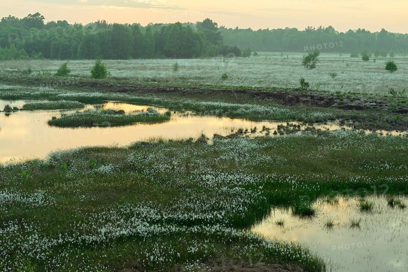 Sunset in a moor with fruiting cotton grass