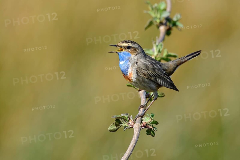 Courtshiping Bluethroat