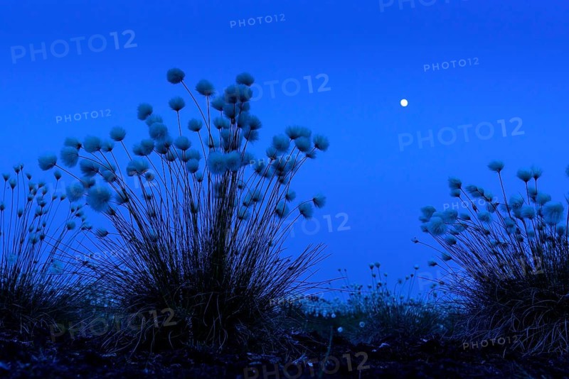Fruiting cotton grass in spring in the moor at the blue hour with moonlight