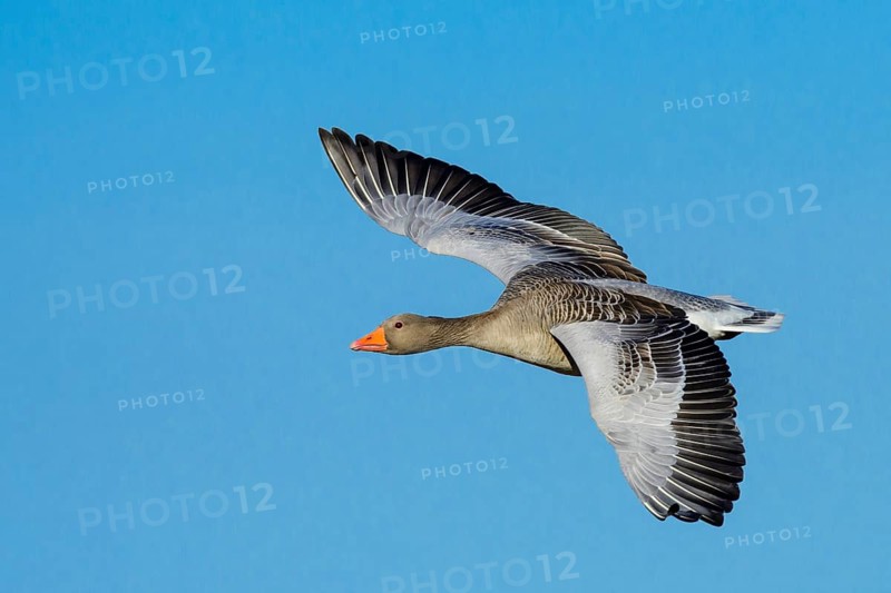 Flying Greylag goose