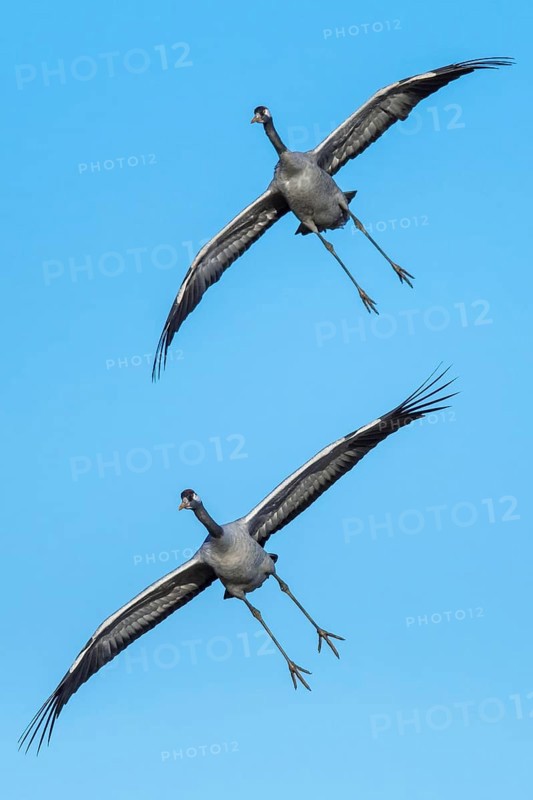 Crane