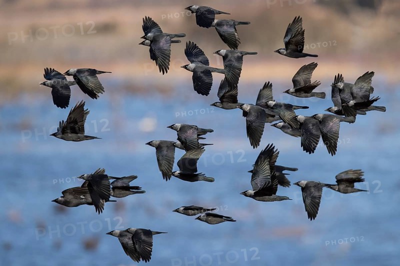 Flock of birds Western jackdaws