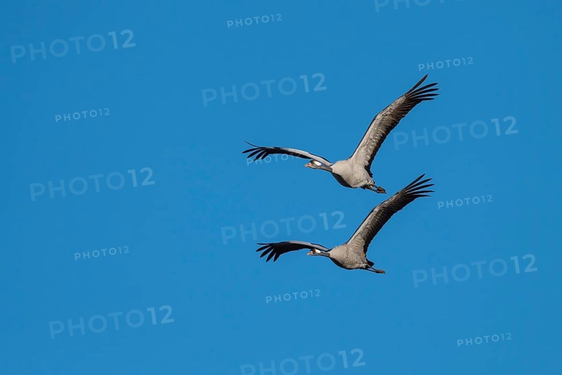 Cranes