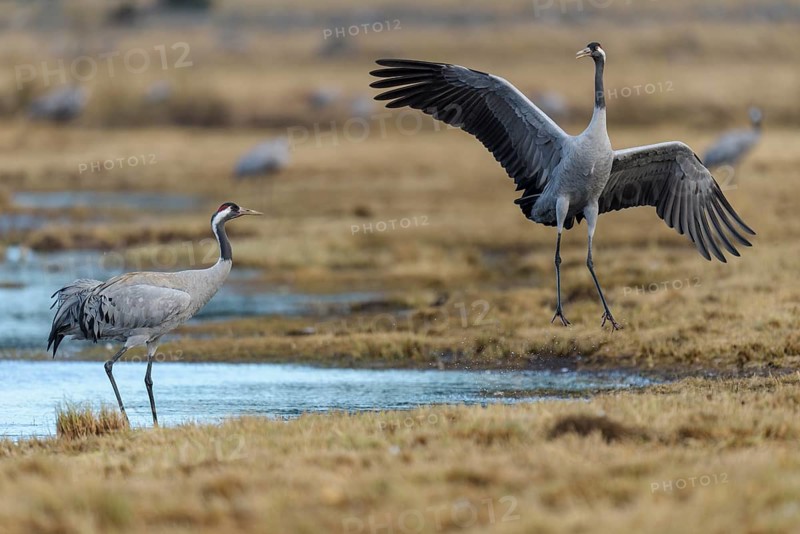 Cranes